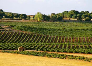 Archivo - Ruta del Vino Ribera del DueroRUTA DEL VINO RIBERA DEL DUERO - Archivo