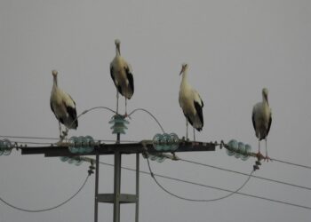 Archivo - Las cigüeñas sobre el tendidoANSE - Archivo