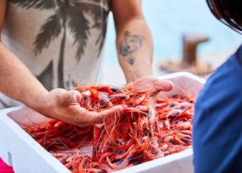 Archivo - Gamba roja del Mediterráneo.CARBOPESCA - Archivo